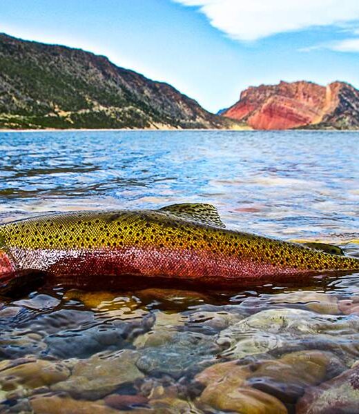rainbow trout photo by Ryan Kelly highlighing Green River fishing spots